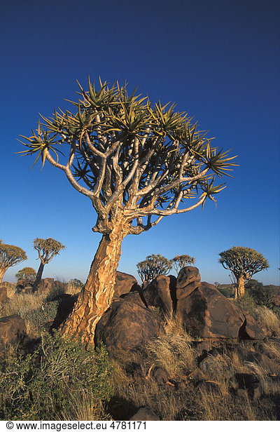 Köcherbaum (Aloe dichotoma) Wald bei Keetmanshoop Namibia Afrika