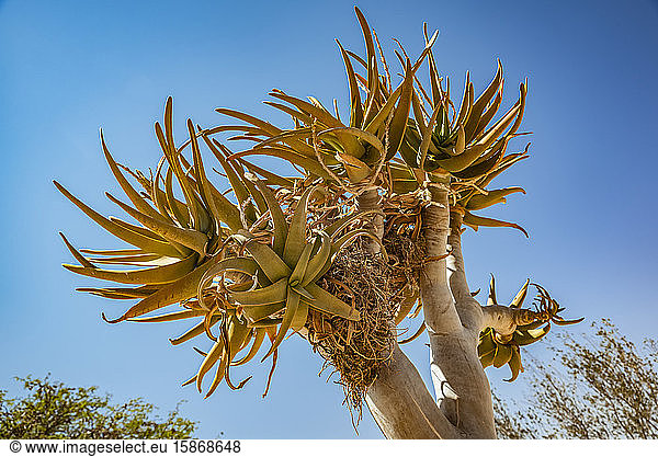 Köcherbaum (Aloidendron dichotomum) am Gondwana Canyon Roadhouse  Fish River Canyon; Namibia