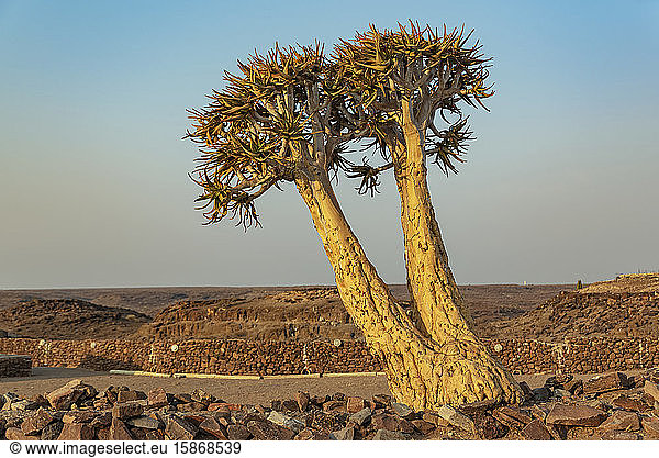 Köcherbaum (Aloidendron dichotomum)  Hardap Resort  Region Hardap; Namibia