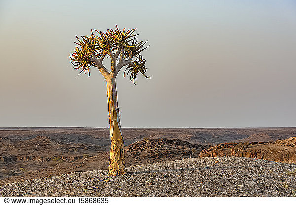 Köcherbaum (Aloidendron dichotomum)  Hardap Resort  Region Hardap; Namibia