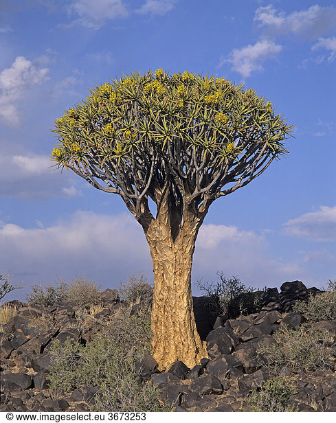Köcherbaum bei Keetmanshoop - Namibia