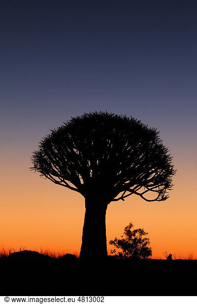 Köcherbaum bei Sonnenuntergang  Keetmanshoop  Namibia  Afrika