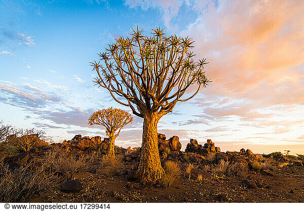 Köcherbaum im südlichen Namibia