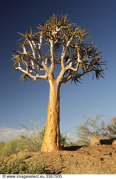 Köcherbaum  Köcherbäume  Augrabies Falls National Park  Northern Cape  Südafrika  Aloe Dichotoma  Landschaft  Natur  Baum
