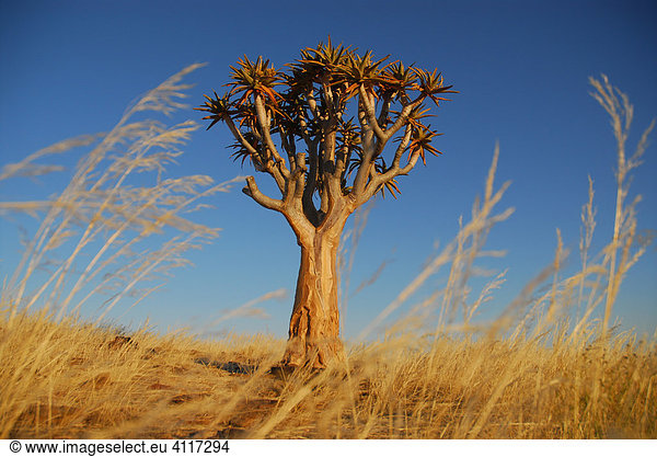 Köcherbaum  Keetmannshoop  Namibia