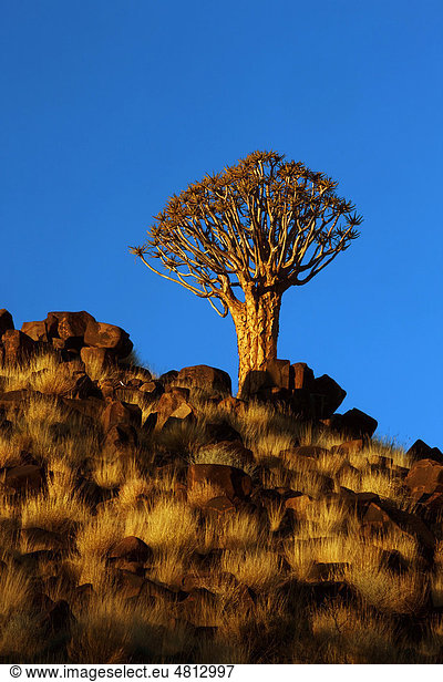Köcherbaum  Keetmanshoop  Namibia  Afrika