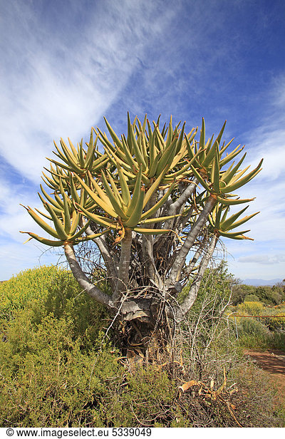 Köcherbaum  Kokerboom (Aloe dichotoma)  Botanischer Garten Karoo Desert  Worcester  Western Cape  Südafrika  Afrika