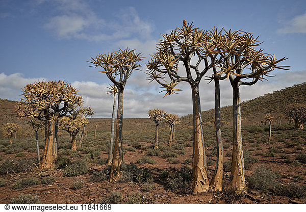 Köcherbaum (Kokerboom) (Aloe dichotoma)  Gannabos  Namakwa  Namaqualand  Südafrika  Afrika