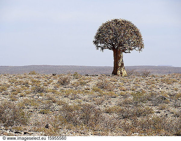 Köcherbaum mitten im Nirgendwo  Gebiet Namaqualand  Südafrika