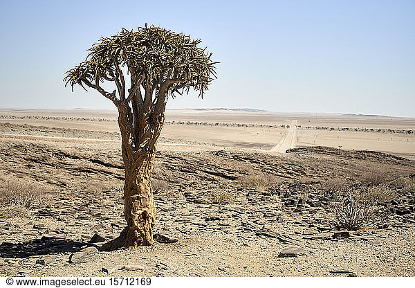 Köcherbaum  Namibia