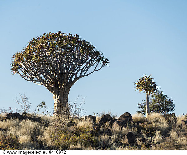 Köcherbaum oder Kokerbaum (Aloe dichotoma),  bei Keetmanshoop,  Namibia