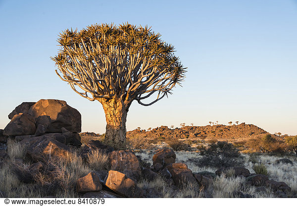 Köcherbaum oder Kokerbaum (Aloe dichotoma), bei Keetmanshoop, Namibia