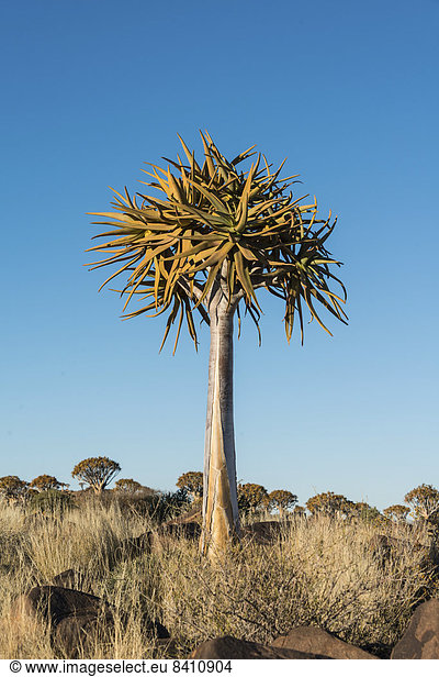 Köcherbaum oder Kokerbaum (Aloe dichotoma), bei Keetmanshoop, Namibia