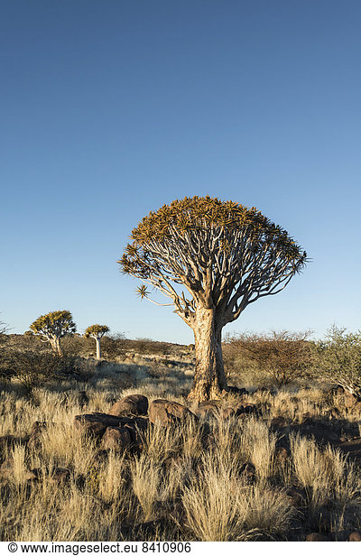 Köcherbaum oder Kokerbaum (Aloe dichotoma), bei Keetmanshoop, Namibia