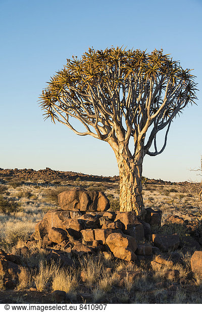 Köcherbaum oder Kokerbaum (Aloe dichotoma),  bei Keetmanshoop,  Namibia