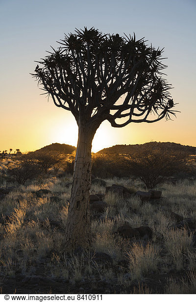 Köcherbaum oder Kokerbaum (Aloe dichotoma), bei Keetmanshoop, Namibia