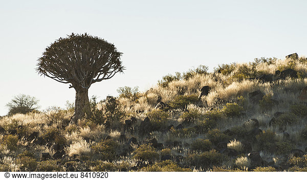 Köcherbaum oder Kokerbaum (Aloe dichotoma) bei Keetmanshoop Namibia