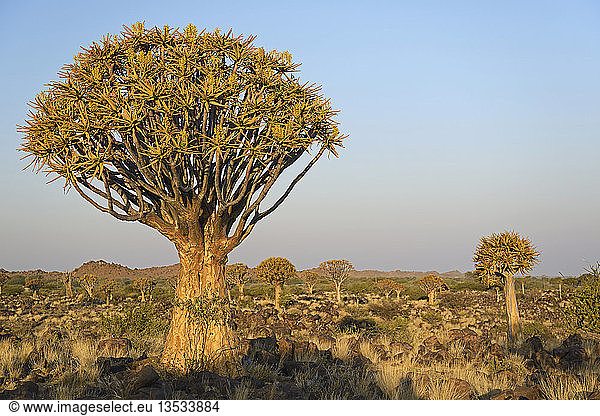 Köcherbaum oder Kokerboom (Aloe dichotoma),  Keetmanshoop,  Karas Region,  Namibia,  Afrika