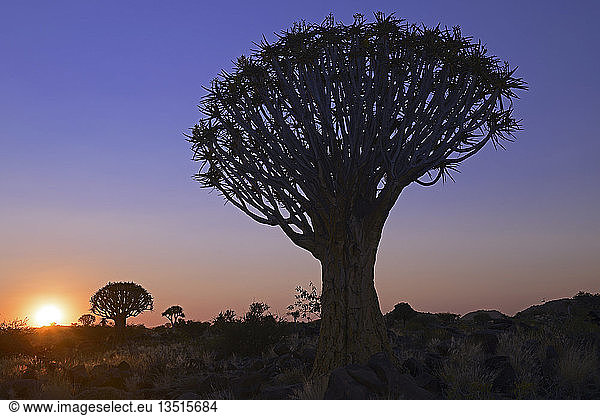 Köcherbaum oder Kokerboom (Aloe dichotoma) bei Sonnenuntergang, Keetmanshoop, Karas Region, Namibia, Afrika