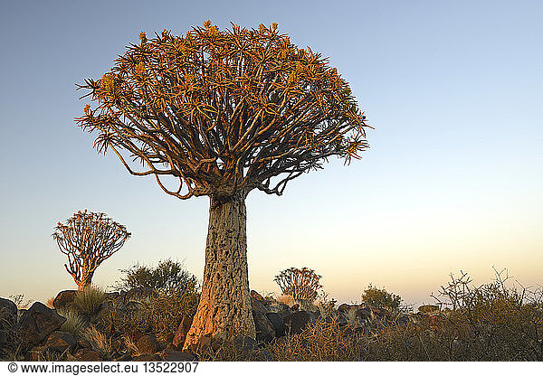 Köcherbaum oder Kokerboom (Aloe dichotoma) im frühen Morgenlicht,  Keetmanshoop,  Karas Region,  Namibia,  Afrika