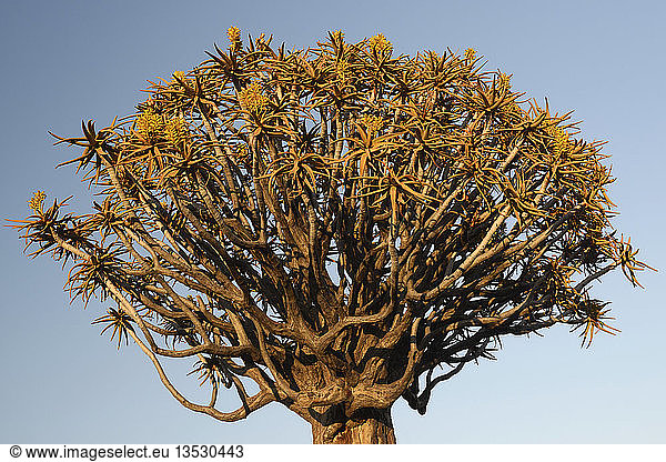 Köcherbaum oder Kokerboom (Aloe dichotoma) im frühen Morgenlicht, Keetmanshoop, Karas Region, Namibia, Afrika