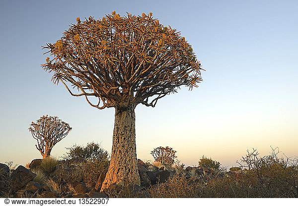 Köcherbaum oder Kokerboom (Aloe dichotoma) im frühen Morgenlicht Keetmanshoop Karas Region Namibia Afrika