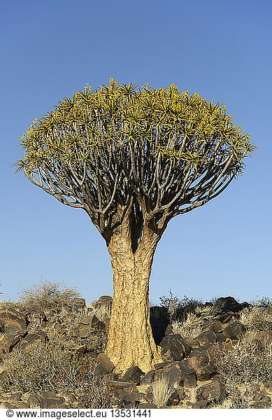 Köcherbaum oder Kokerboom (Aloe dichotoma) Keetmanshoop Karas Region Namibia Afrika
