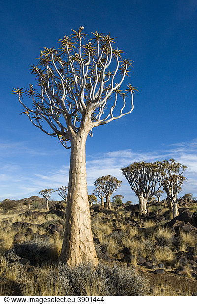 Köcherbaumwald (Aloe dichotoma) bei Keetmanshoop in Namibia,  Afrika
