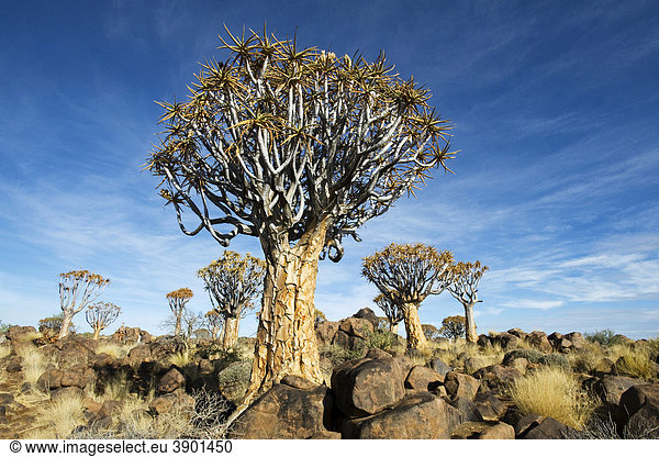 Köcherbaumwald (Aloe dichotoma) bei Keetmanshoop in Namibia,  Afrika