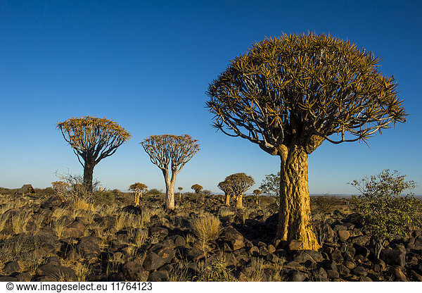 Köcherbaumwald (Aloe dichotoma) bei Sonnenuntergang,  Gariganus Farm,  Keetmanshoop,  Namibia,  Afrika