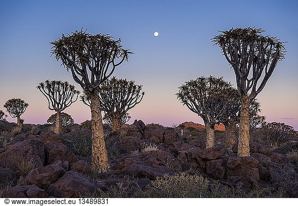 Köcherbaumwald (Aloe dichotoma) bei Sonnenuntergang,  Ketmanshoop,  Namibia,  Afrika