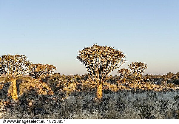 Köcherbaumwald (Aloe dichotoma)  Abendlicht  Gariganus  Keetmanshoop  Namibia  Afrika