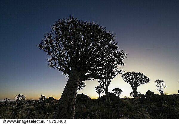 Köcherbaumwald (Aloe dichotoma)  Abendlicht  Gariganus  Keetmanshoop  NamibiaNamibia