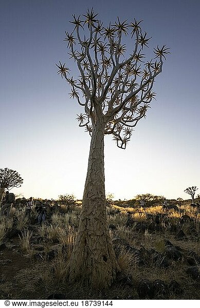 Köcherbaumwald (Aloe dichotoma)  Abendlicht  Gariganus  Keetmanshoop  NamibiaNamibia