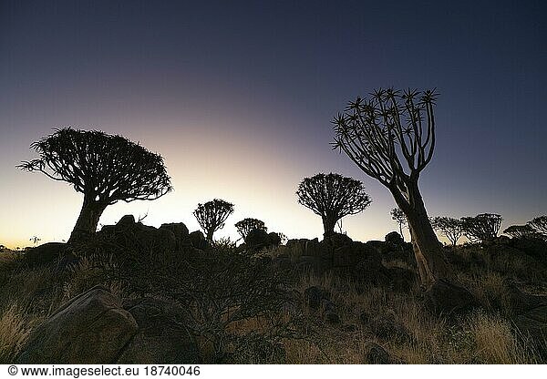 Köcherbaumwald (Aloe dichotoma)  Abendlicht  Gariganus  Keetmanshoop  NamibiaNamibia