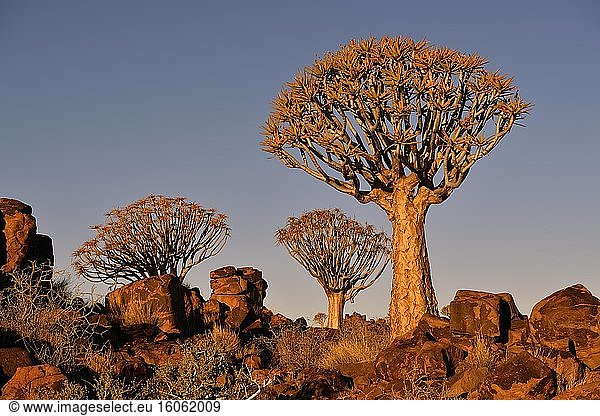 Köcherbaumwald (Aloe dichotoma)  Abendlicht  Keetmanshoop  Namibia  Afrika