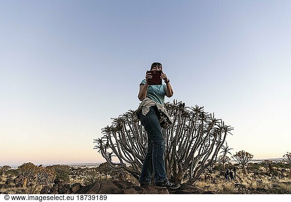 Köcherbaumwald (Aloe dichotoma)  Abendlicht  mit fotografierender Touristin  Gariganus  Keetmanshoop  NamibiaNamibia
