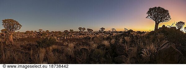 Köcherbaumwald (Aloe dichotoma)  Abendlicht  Panorama  Gariganus  Keetmanshoop  Namibia  Afrika