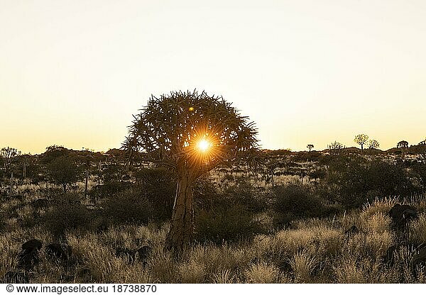 Köcherbaumwald (Aloe dichotoma)  Abendlicht  Sonnenuntergang  Gariganus  Keetmanshoop  NamibiaNamibia