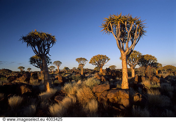 Köcherbaumwald (Aloe dichotoma)  Abendstimmung  Gariganus Farm  Nähe Ketmannshoop  Namibia  Afrika