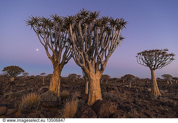 Köcherbaumwald (Aloe dichotoma) bei Sonnenuntergang Ketmanshoop Namibia Afrika