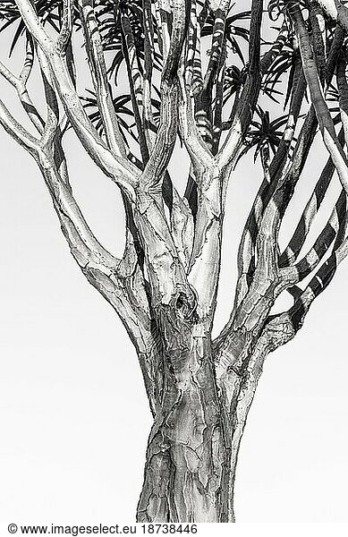 Köcherbaumwald (Aloe dichotoma)  Detail SW  Gariganus  Keetmanshoop  NamibiaNamibia