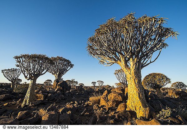 Köcherbaumwald (Aloe dichotoma) im Abendlicht Ketmanshoop Namibia Afrika
