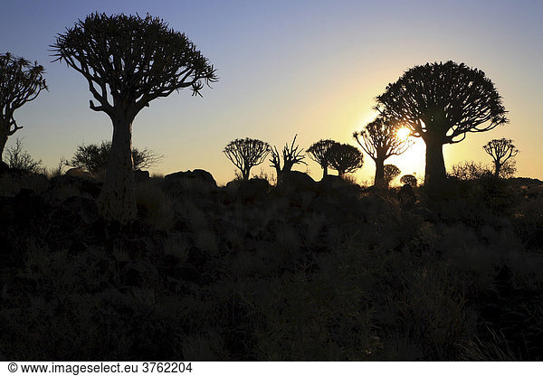 Köcherbaumwald (Aloe dichotoma)  Keetmanshoop  Karas  Namibia  Afrika