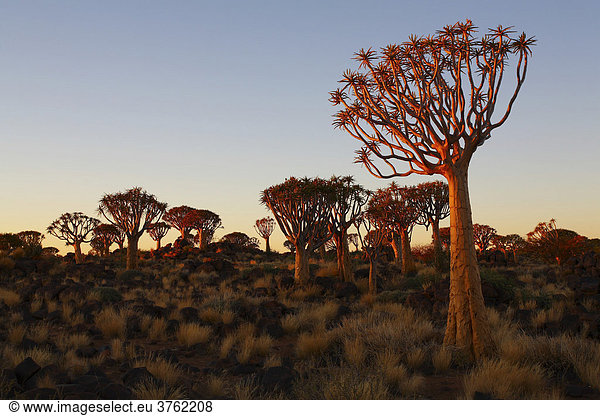 Köcherbaumwald (Aloe dichotoma)  Keetmanshoop  Karas  Namibia  Afrika