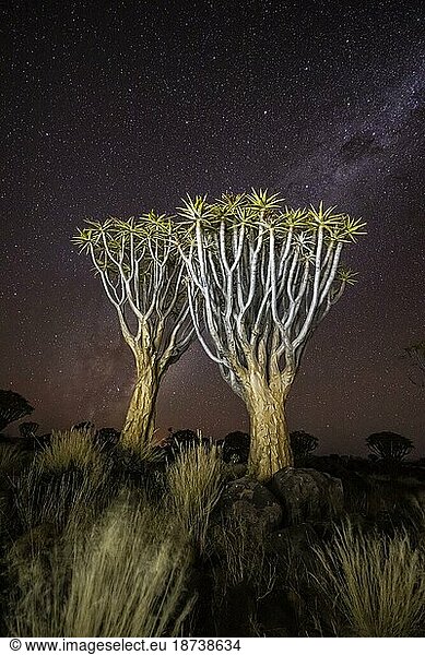 Köcherbaumwald (Aloe dichotoma)  Nachts mit Sternenhimmel  Gariganus  Keetmanshoop  Namibia  Afrika