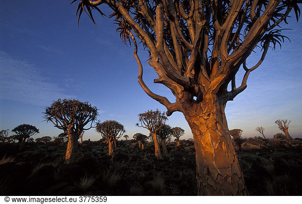 Köcherbaumwald (Aloe dichotoma)  Namibia