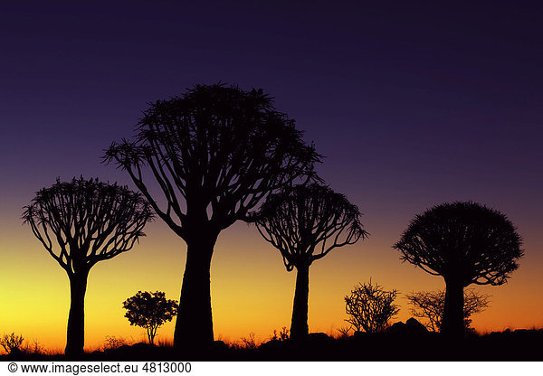Köcherbaumwald bei Sonnenuntergang,  Keetmanshoop,  Namibia,  Afrika