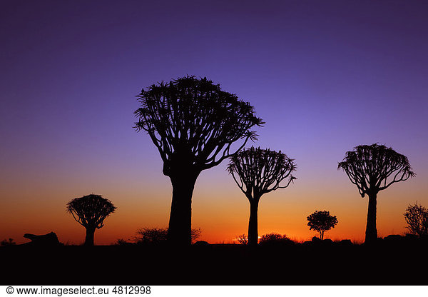 Köcherbaumwald bei Sonnenuntergang  Keetmanshoop  Namibia  Afrika