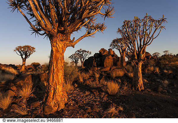 Köcherbaumwald  Köcherbäume (Aloe dichotoma) Farm Garas  Morgenlicht  bei Keetmanshop  Namibia  Afrika